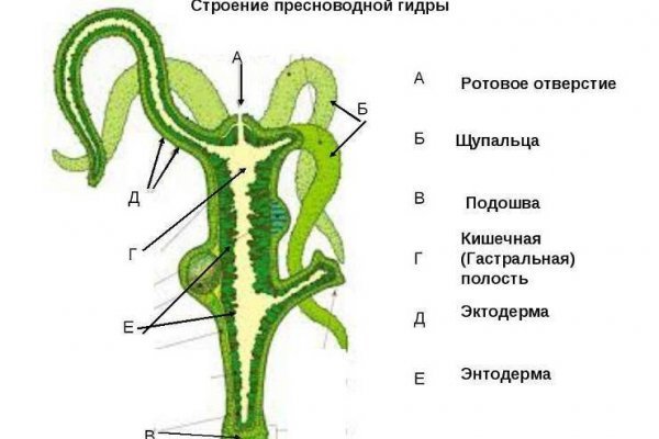 Через какой браузер можно зайти на кракен